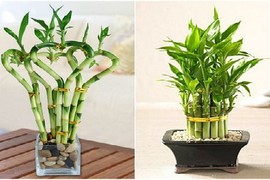 Những tác dụng bất ngờ của cây phát tài 